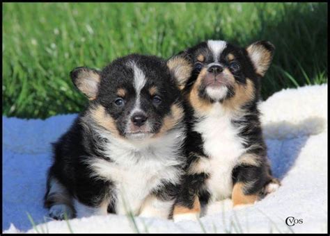 Italian greyhound puppy for sale. Beautiful Cowboy Corgi puppies! for Sale in Marysville ...