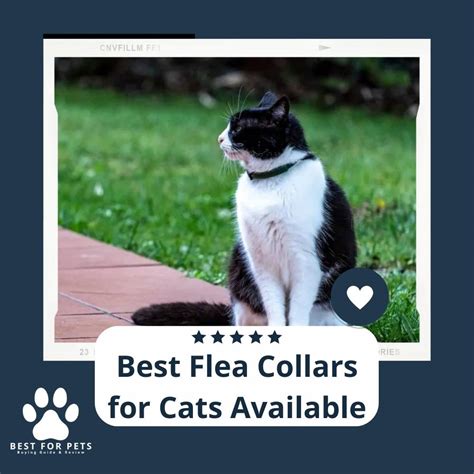 14 Best Flea Collars For Cats Available In 2022
