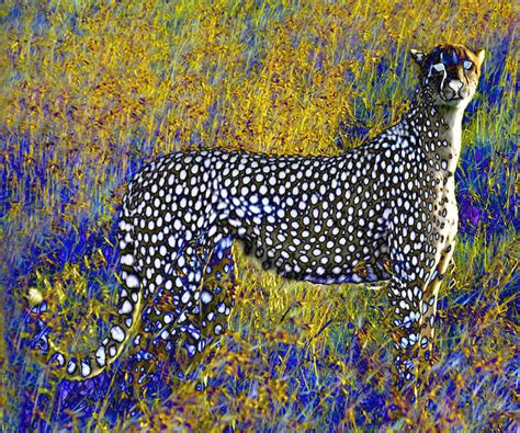 Ghost Cheetah Digital Art By Philip Brent