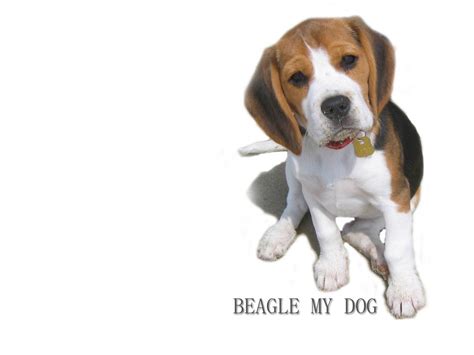 Best 37 Beagle Desktop Backgrounds On Hipwallpaper Beautiful