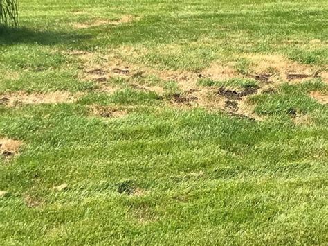 Large Sunken Dead Patches In Lawn