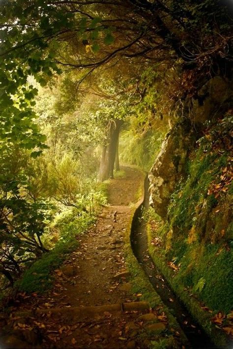 Hidden Path Forest Trail Landscape Nature