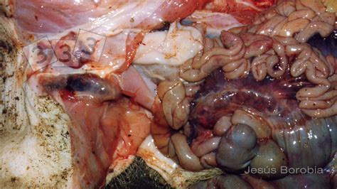 Haemorrhagic Enlarged Lymph Nodes Atlas Of Swine Pathology Pig333