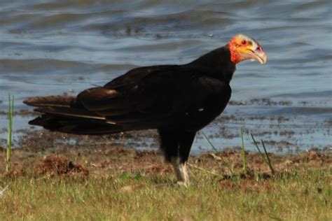 Lesser Yellow Headed Vulture