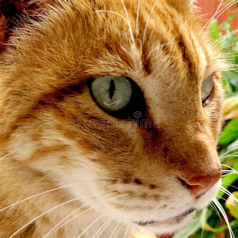 My Beautiful Cat With Green Eyes Stock Photo Image Of Wild Colors