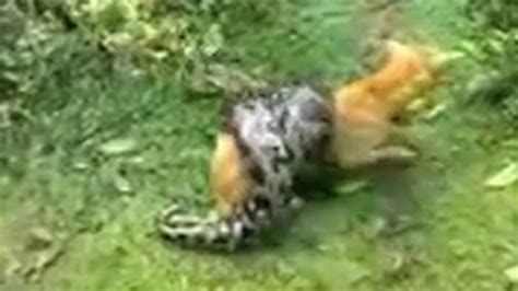Miracle As Owner Saves Dog From Pythons Clutches Youtube