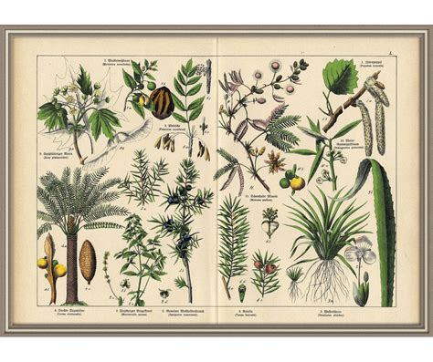 From 1878 Colored Lithograph Print Of Flowers By Caribbeanoldprints