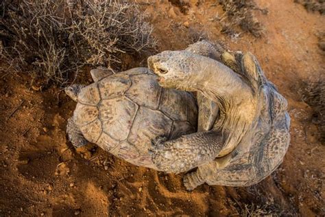 Is This The Slowest Sex In The Natural World Photographer Captures Randy Giant Tortoises