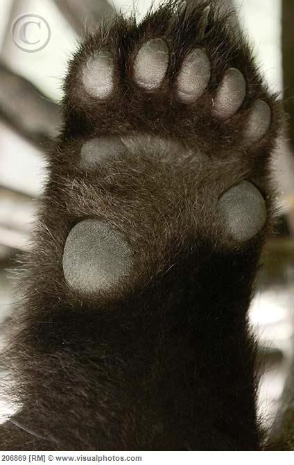 Giant Panda Ailuropoda Melanoleuca Detail Of Underside Of Paw China