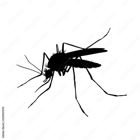 Mosquito Black And White Drawing By Hand Silhouettes Stock Vector Adobe Stock