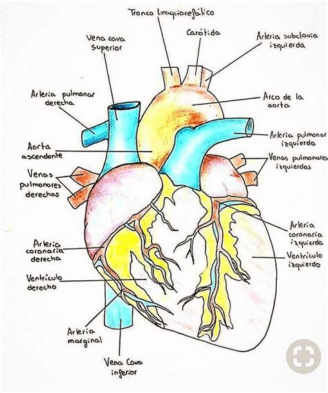 Filminas Corazon Dibujo Anatomía Medicina Uba Filadd