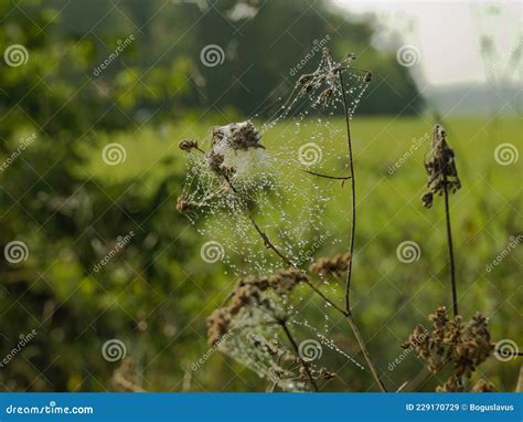 Cobweb Covered With Drops Of Morning Dew Stock Image Image Of Insect