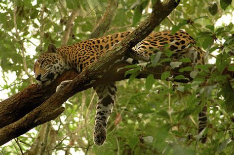 Jaguar are the largest cat in the rainforests , but they. Wildlife of the Rainforest! [licensed for non-commercial ...