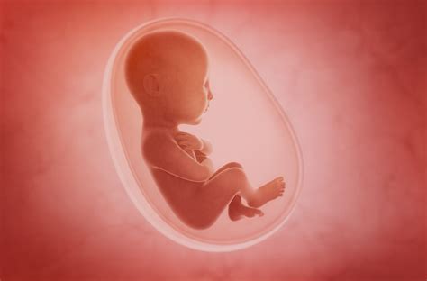 Seeing Fetus In Dream Islam 👶 Meaning Of Your Unborn Child