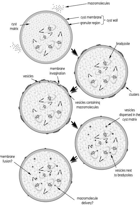 Toxoplasma Gondii Tissue Cyst Cyst Wall Incorporation Activity And