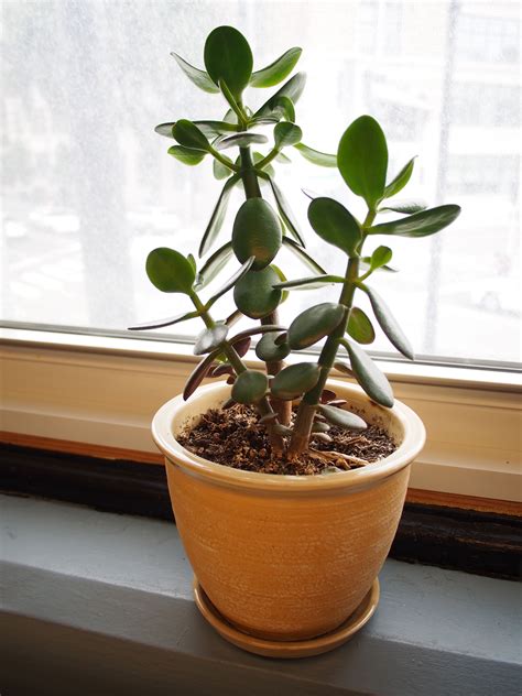 Indoor Plants