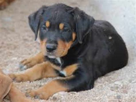 Pitbull and rottweiler mix puppies for sale | petswithlove.us