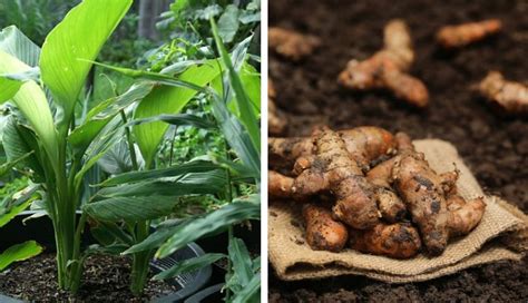 Heres How To Grow Turmeric In Pots Care Uses And Benefits