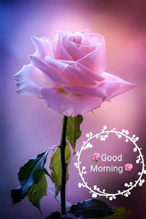 Love Good Morning Pink Rose Images Animaltree