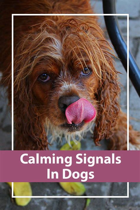 Calming Signals In Dogs Understanding Dog Communication Dog Training