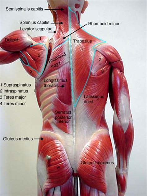 Labelled Muscular System Front And Back Muscles Of The Human Body