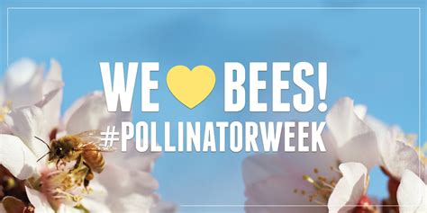 Pollinator Week Almonds Bees Forage Oh My