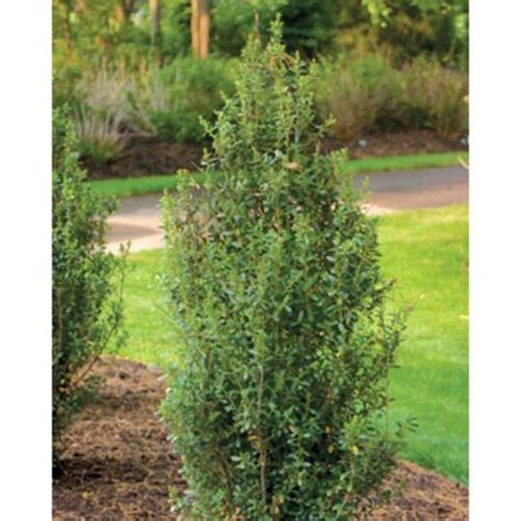 Sky Box® Japanese Holly Ilex Crenata Proven Winners