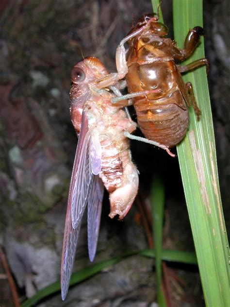 Gina Scarboroughs Florida Cicada Photos Cicada Mania