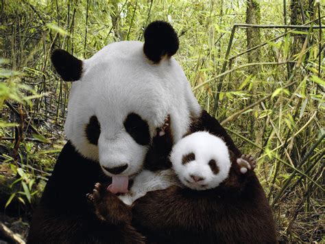 Endangered Giant Panda Parentcircle