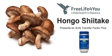 El Hongo Shiitake Elixir De Vida Freelife You Marketing Life Research