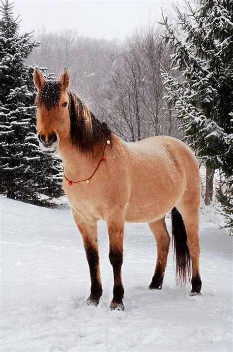 adopted kiger mustangphoto  morgan mills wwwfacebookcomcowboymagic mustang horse