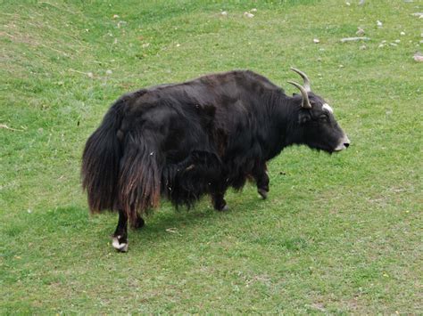The Online Zoo - Yak