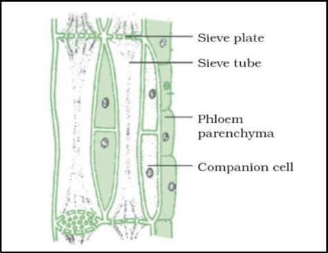 33 Phloem Tissue Components Download Scientific Diagram
