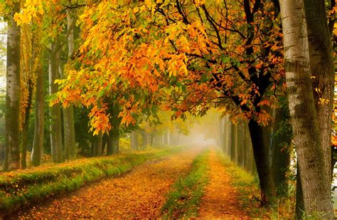 Seasons Autumn Trees Fog Foliage Hd Wallpaper Rare Gallery