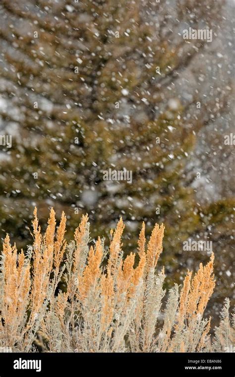 Falling Snow Pine Trees And Sage Brush In The Lamar Valley