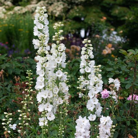 Delphinium Garden