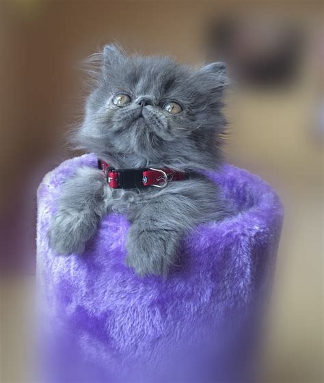 What Are The Different Types Of Persian Cats Persian Cat Corner