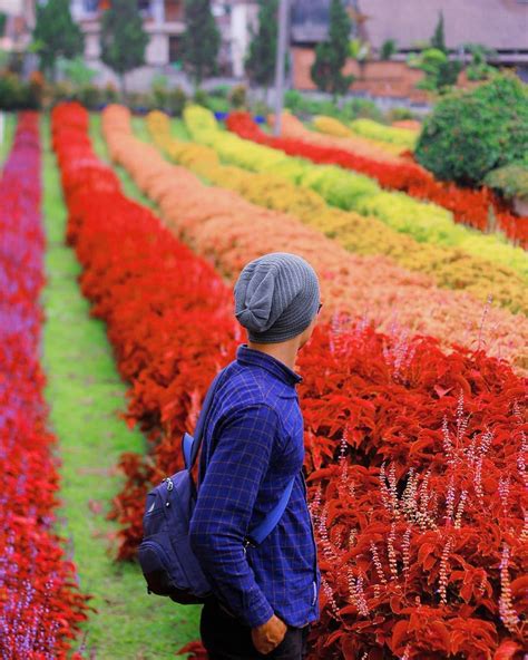 Beragam koleksi bunga di taman bunga bip pandeglang banten (foto @bundadvier). 15 Wisata Taman Bunga Di Indonesia Yang Membuatmu Serasa ...