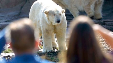 Male Polar Bear Kills Female Polar Bear During Attempted