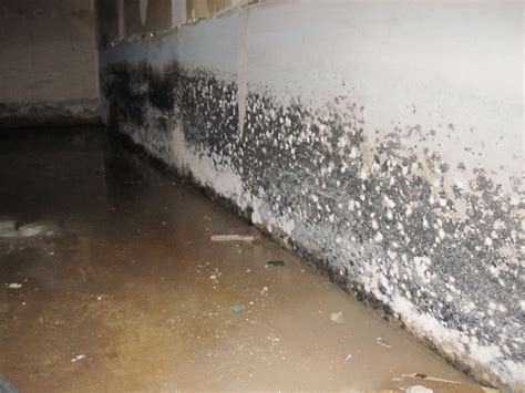 If the concrete is in a basement, the black mold may be caused by a leak from outside or faulty plumbing. Is White Mold as Dangerous as Black Mold in Basement ...