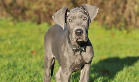 The Great Dane What You Need To Know About This Gentle