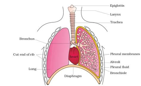 The structure of hiv labeled diagram. Lungs diagram | Healthiack