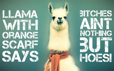 Funny Quotes About Llamas Quotesgram