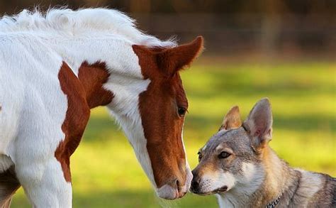 175 Best Images About Dogs And Horses Together On