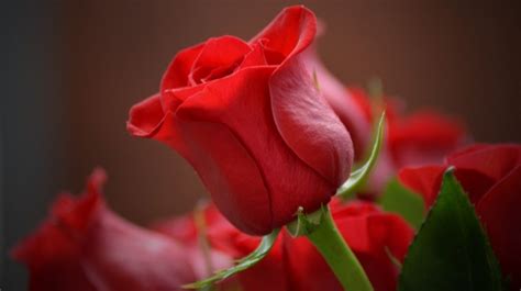 Selain Untuk Aromaterapi Ini 8 Khasiat Bunga Mawar Untuk Kesehatan