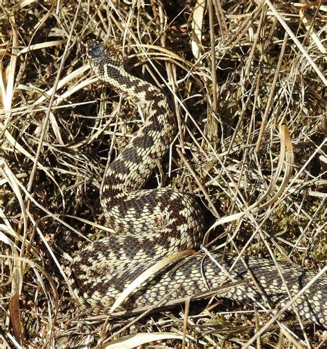 About A Brook Amazing Adder