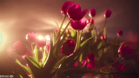 Tulips Flowers Pink Flowers Sunlight Wallpapers Hd Desktop And