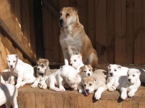 See more ideas about alabai dog, shepherd dog, dogs. Alabai with their puppies wallpapers and images ...
