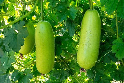 What Is a Winter Melon?