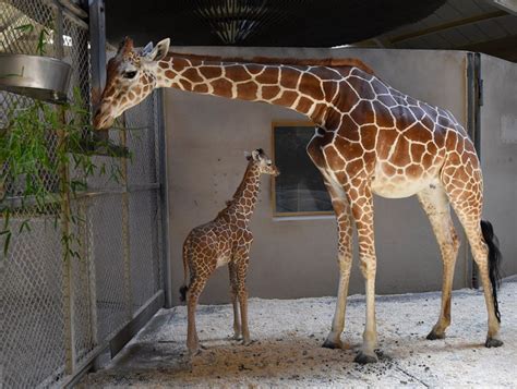 Giraffe Calf Takes Baby Steps Toward A Healthy Future Zooborns